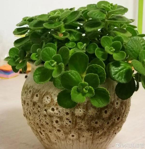 10種花，冬天別噴水，越噴越爛葉，變成光桿特醜