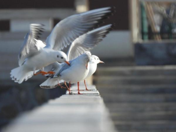 冀州區魚市北河上上演著一場精彩的表演