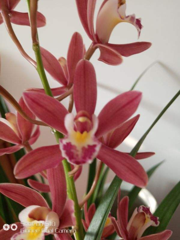 養蘭花，4個誤區不能進，千萬別被忽悠