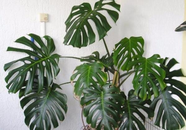 家裡陽光太少，可養7種喜陰花，沒有光照也能長好