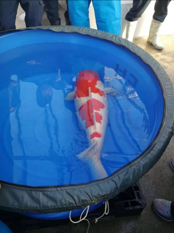 日本人有多痴迷錦鯉?一條錦鯉能賣1300萬,幾代人花心血培養 日本人有多痴迷錦鯉?一條錦鯉能賣1300萬,幾代人花心血培養