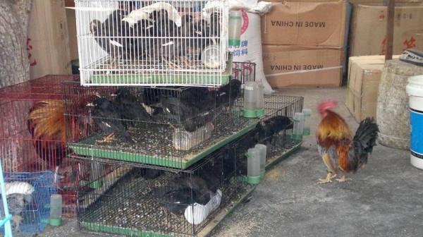 等待被交易的動物