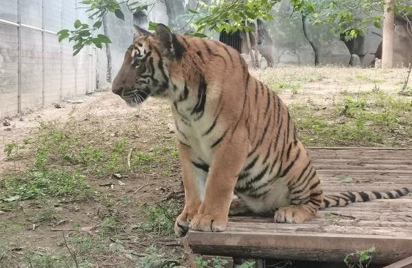 綜合國內外的研究資料，理論上獅子與老虎誰更厲害？