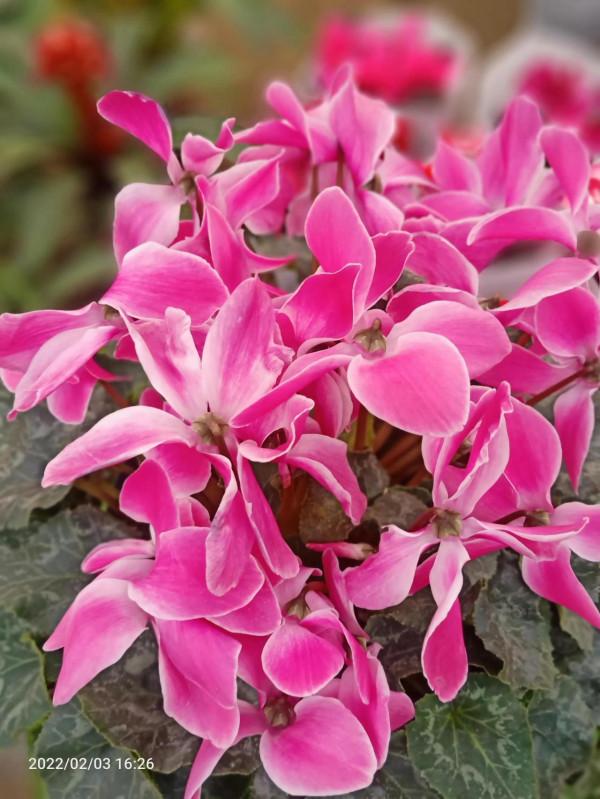 正月初三逛園博園，去花卉市場賞花