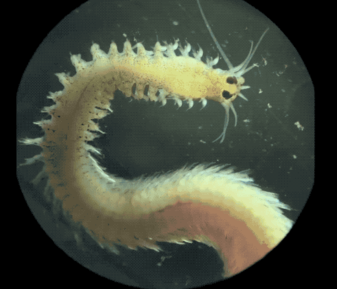 33張罕見的照片,白鸛把孩子從高空扔出巢穴,滑鼠手機你見過嗎? 33張罕見的照片,白鸛把孩子從高空扔出巢穴,滑鼠手機你見過嗎?