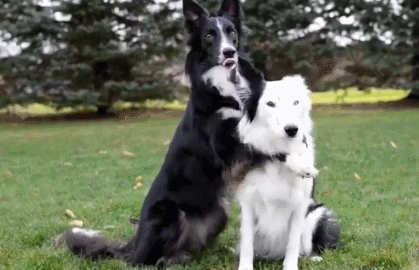 養這幾種狗等於“白養”,不能保護主人,有危險就跑了 養這幾種狗等於“白養”,不能保護主人,有危險就跑了