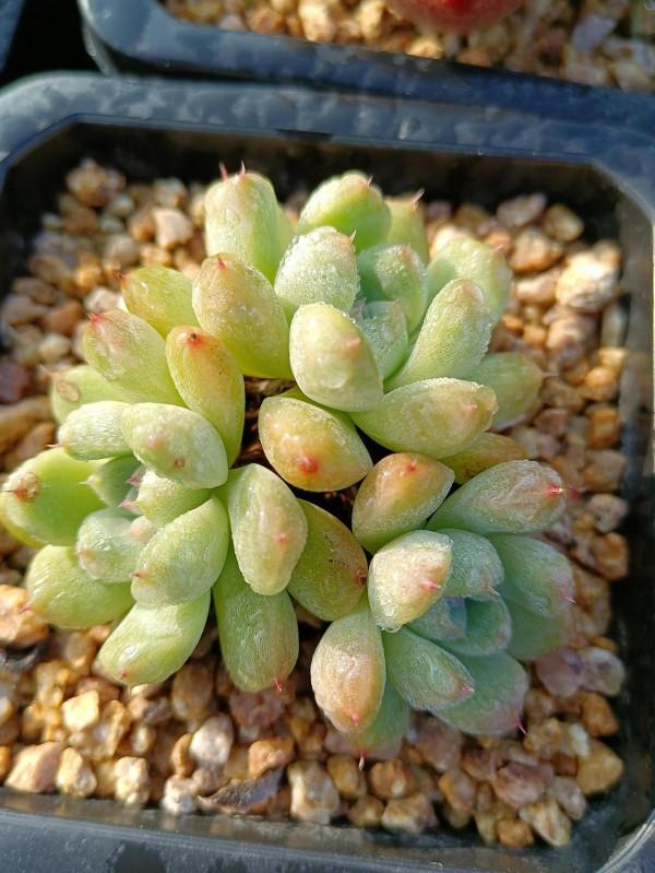 晨露能認多肉更美 晨露能認多肉更美