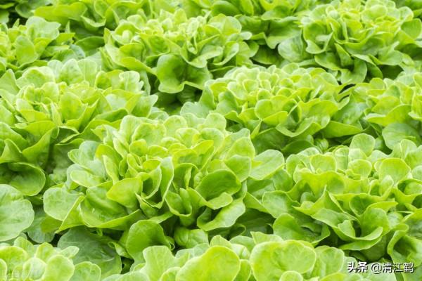 塊莖作物要長粗膨大用什麼藥劑?這幾個特效膨大素配方很";精典"; 塊莖作物要長粗膨大用什麼藥劑?這幾個特效膨大素配方很";精典";