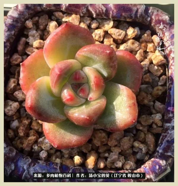 大東北的漫長冬季，我與多肉一起冬眠