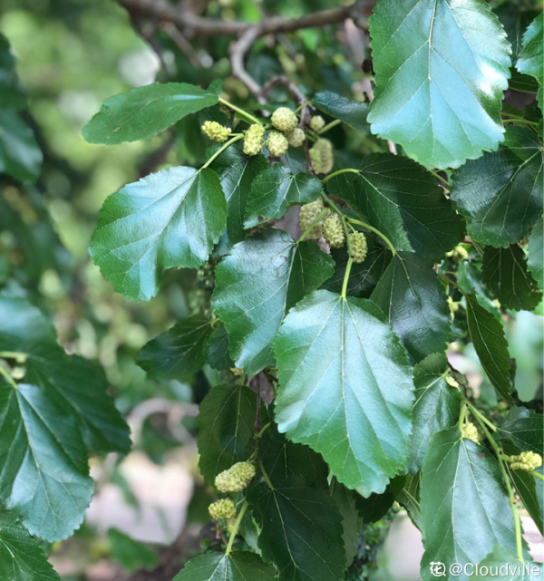 前不栽桑，後不栽柳，院中不種“鬼拍手”，是迷信還是智慧？