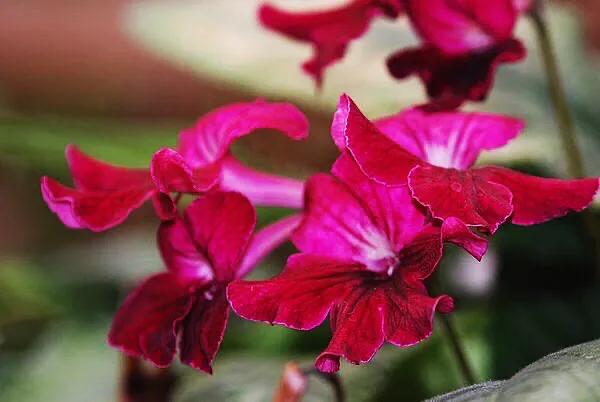 海角櫻草（堇蘭）