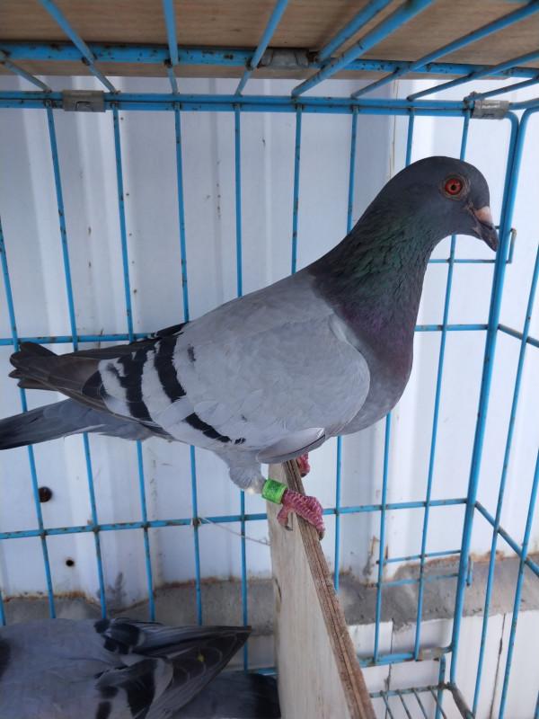 賽鴿賽前是否餵食,如何餵食,主要考慮這幾點 賽鴿賽前是否餵食,如何餵食,主要考慮這幾點