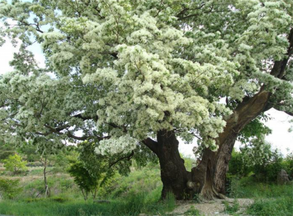 誰說北方少有珍貴樹種？8大樹木品種，有苗就買來種，成材前景好