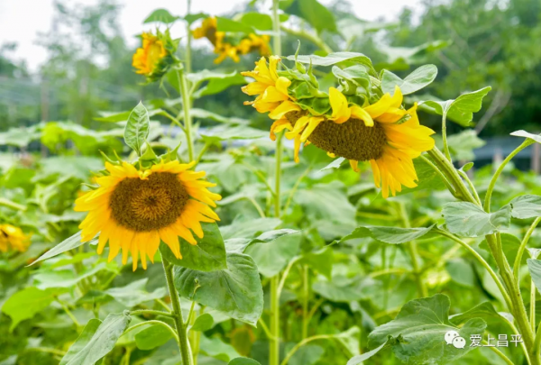 秋日農場嗨玩!露營野餐,種菜摘果,過嚮往的田園生活 秋日農場嗨玩!露營野餐,種菜摘果,過嚮往的田園生活