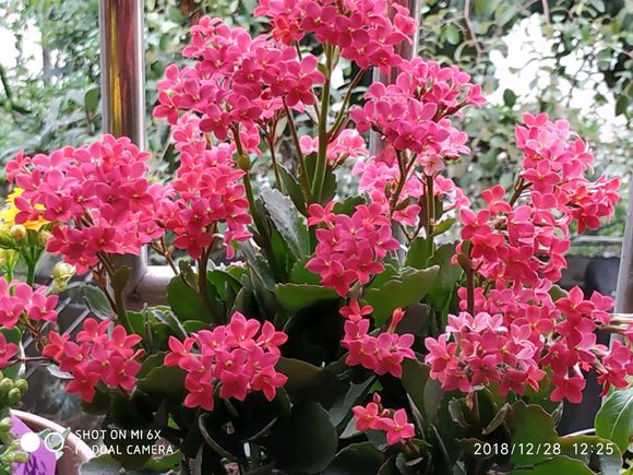 雞蛋殼別扔了，拿來養花施肥一級棒，養分足，土壤松，爆盆快