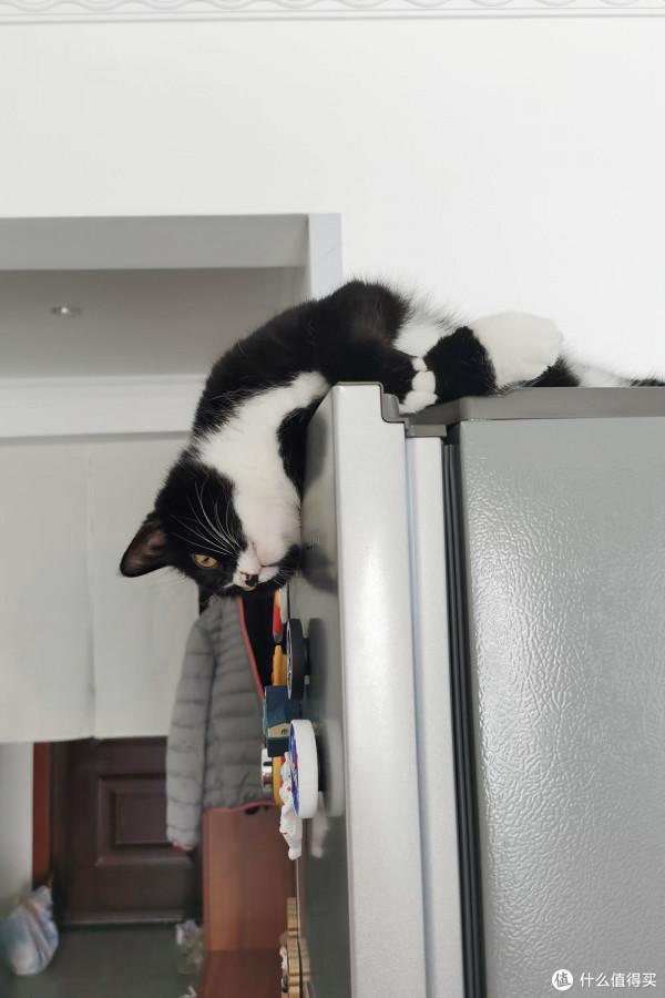 養三隻貓是一種怎樣的體驗？過來人的養貓（勸退）指南