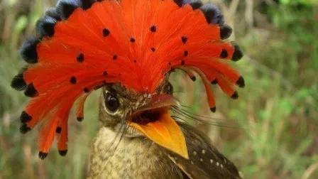 分享圖片：比鳳凰還美麗的鳥三十多款