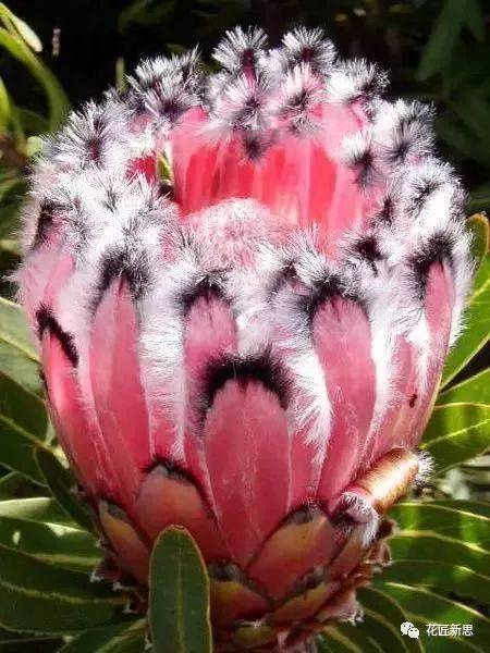 《百花集》（一百八十八）