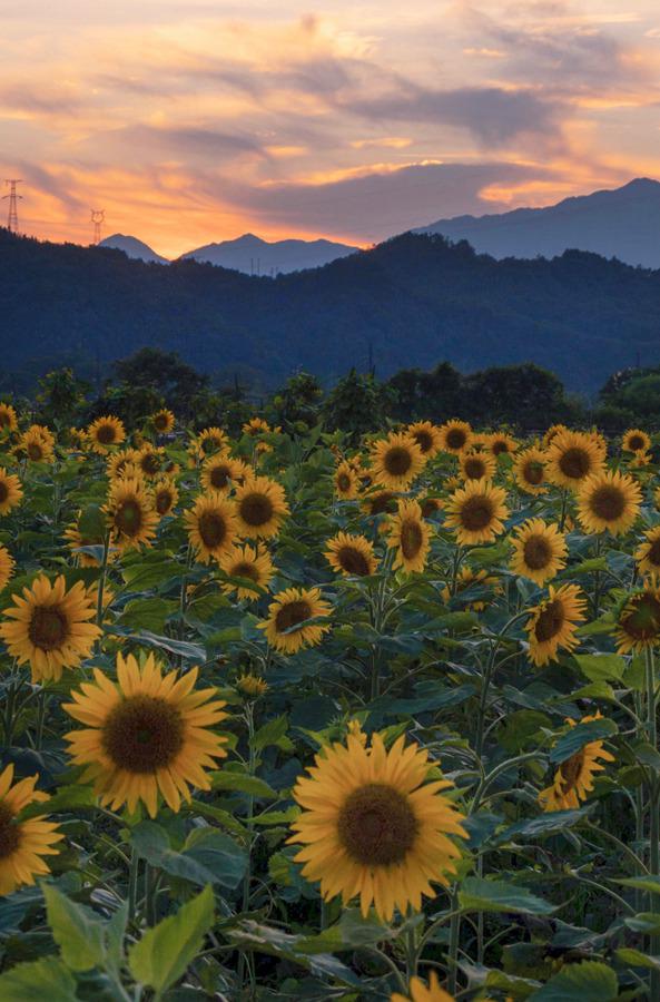 福建光澤：百畝向日葵綻放 閃爍金色光芒