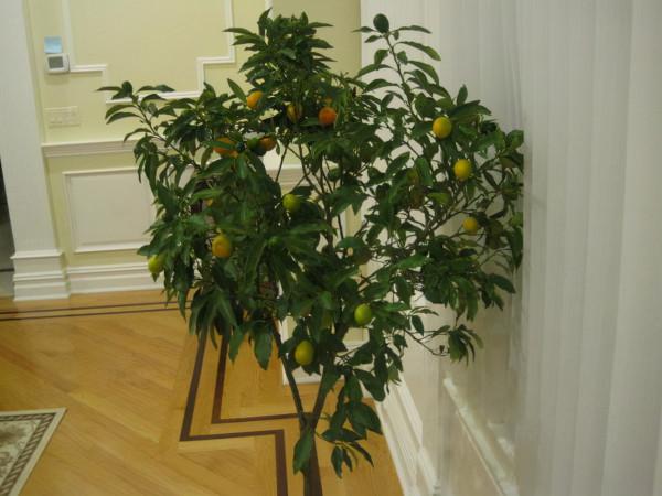 5種流行的家庭果樹，能把家裡變成個“小果園”，能觀花還能結果