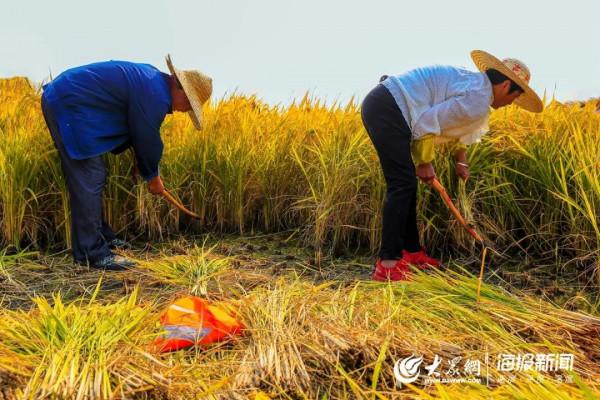 你放過“農忙假”嗎？