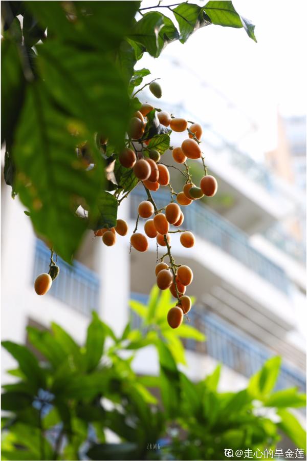 南方常見的黃皮果,妥妥的“黃水晶”,咬一口直流口水 南方常見的黃皮果,妥妥的“黃水晶”,咬一口直流口水