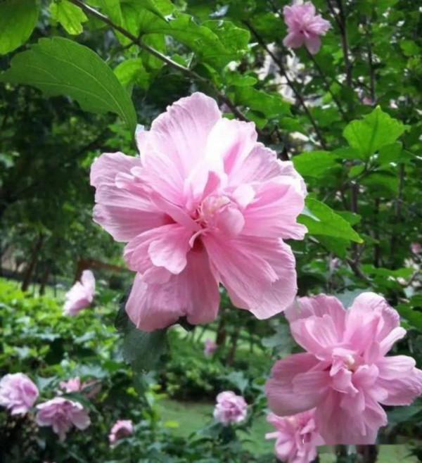 人養花，花亦養人！8種能“吃”的花，漂亮又美味，建議養一盆