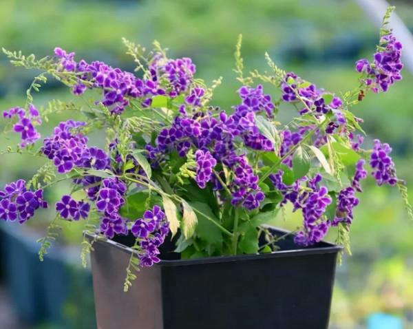 6種香味花卉,家裡養一盆,比噴了香水還好聞 6種香味花卉,家裡養一盆,比噴了香水還好聞