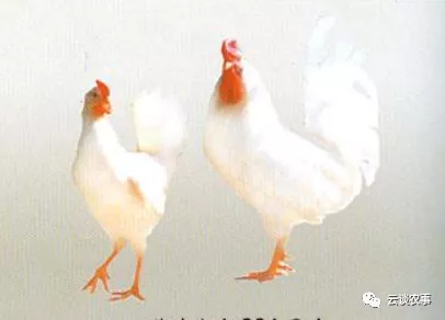 雞的品種與分類&mdash;&mdash;居然有這麼多品種？