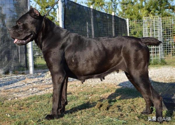 世界上50個最受歡迎的犬種的起源 世界上50個最受歡迎的犬種的起源