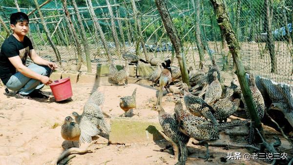 農村養豬三年，還不如養動物人參一年，月入2萬，為啥能掙錢？