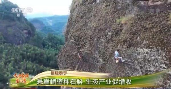 走進鄉村看小康丨飛簷走壁採藥人 小小石斛大產業