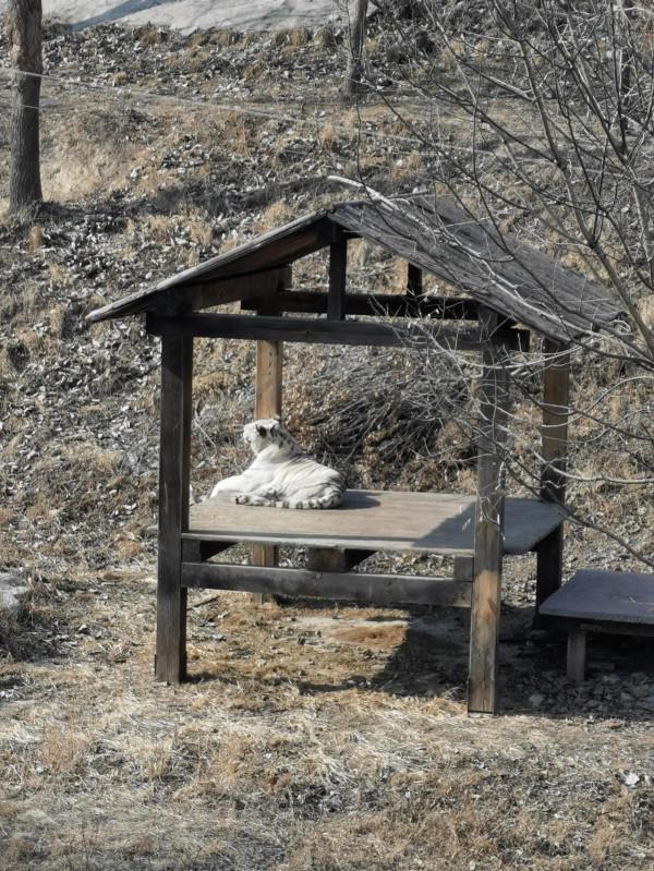 國際莊動物園轉一轉
