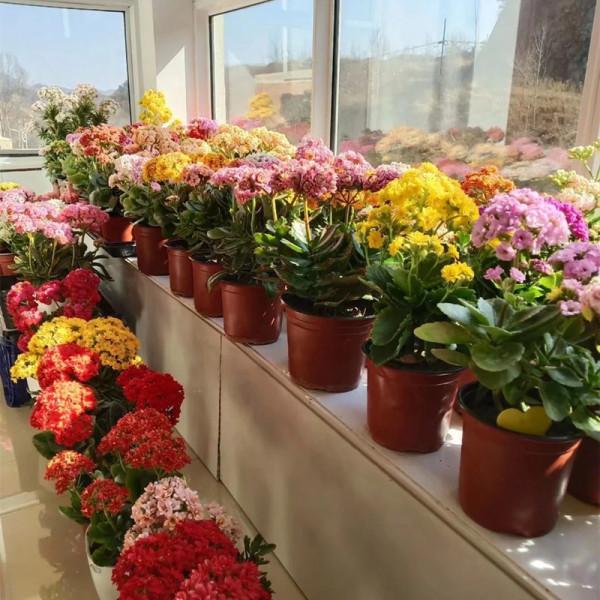 五種“旺宅花”，適合養客廳，一種比一種好養，一個比一個好看