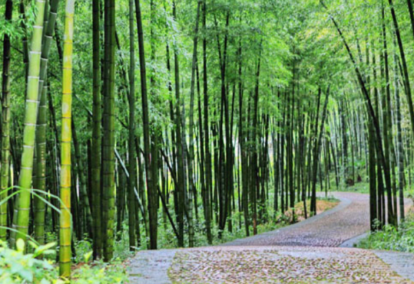 喜歡種植竹子,不用愁沒院子,將這3樣盆栽,輕鬆打造出雅緻盆景 喜歡種植竹子,不用愁沒院子,將這3樣盆栽,輕鬆打造出雅緻盆景