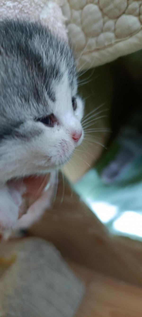 出生八天的小寶寶