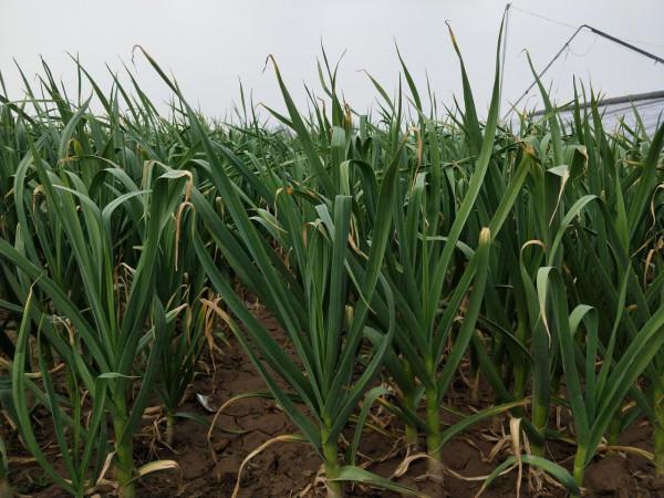 3種蔬菜，現在種正適合，種植方法是關鍵，出苗多，產量高