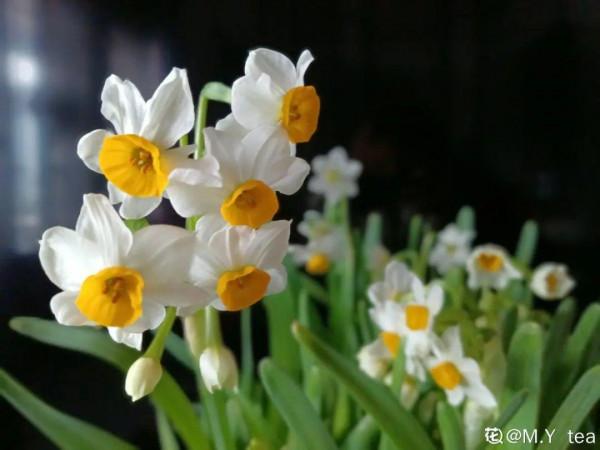 年宵花買回家，黃葉掉苞問題多，趕緊試試“急救”方法