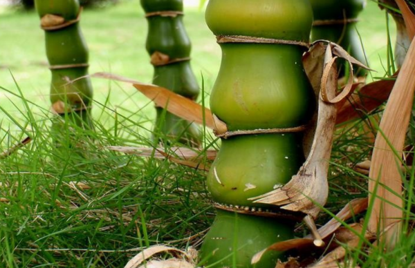 喜歡種植竹子,不用愁沒院子,將這3樣盆栽,輕鬆打造出雅緻盆景 喜歡種植竹子,不用愁沒院子,將這3樣盆栽,輕鬆打造出雅緻盆景