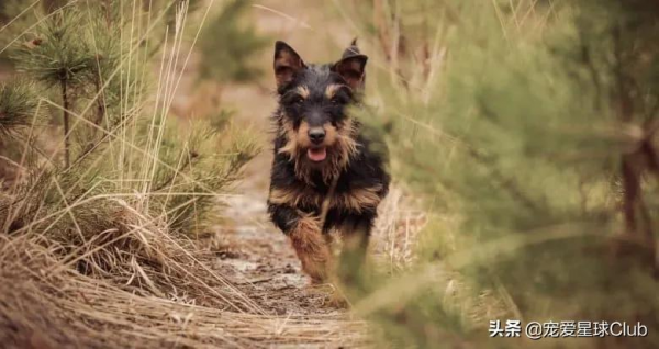 百科 &vert; 德國獵梗，能量爆表的戰鬥獵犬