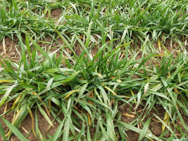 小麥預防冬春死苗,防寒防旱防病蟲,3點農戶如何做好? 小麥預防冬春死苗,防寒防旱防病蟲,3點農戶如何做好?