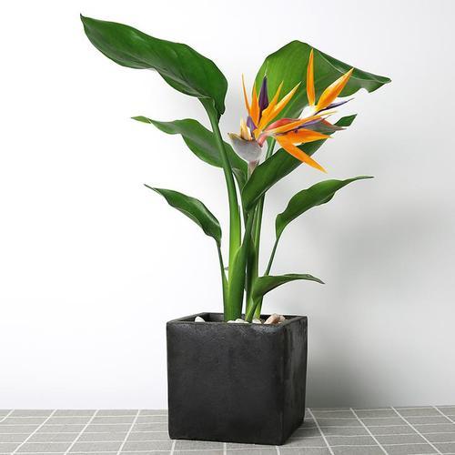 養花小妙招，養了很久的天堂鳥又開花了