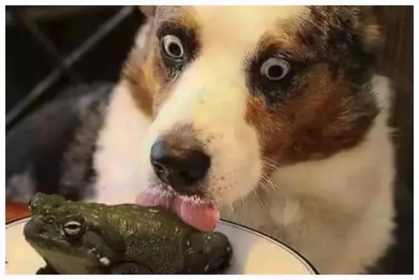 狗舔蟾蜍貓吃薄荷,動物們奇怪的“上癮”行為,究竟是怎麼回事? 狗舔蟾蜍貓吃薄荷,動物們奇怪的“上癮”行為,究竟是怎麼回事?