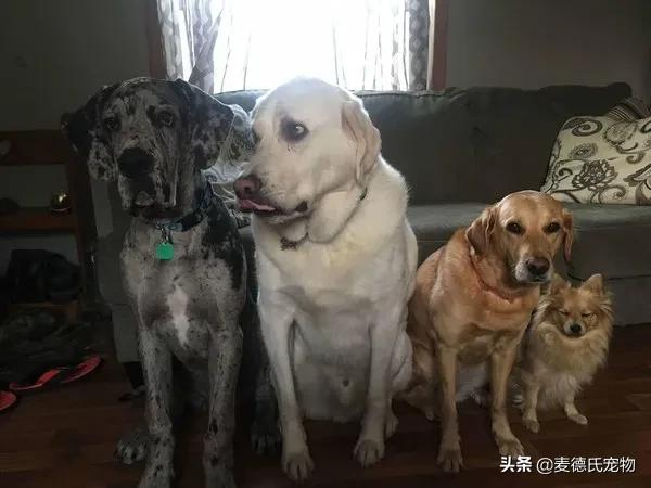 家裡最小的那隻狗,僅僅過了半年,就長成了一個巨汪... 家裡最小的那隻狗,僅僅過了半年,就長成了一個巨汪...