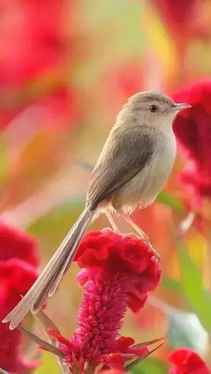 大自然的小精靈——花鳥