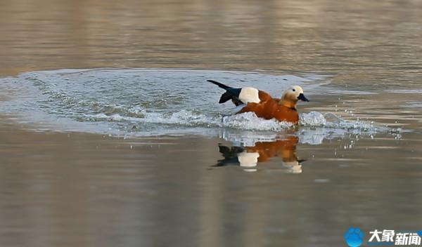 請叫我“赤麻鴨”，我不是鴻雁更不是野鴨子