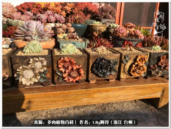 多肉是一個人的狂歡，小城多肉花壇準備出道啦