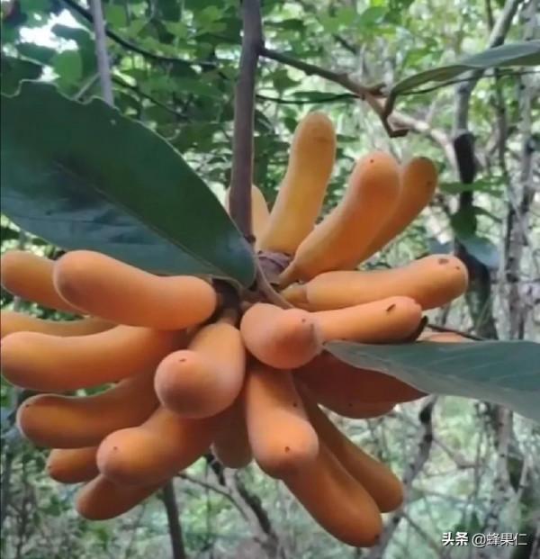 農村這25種能吃的野果都是童年的回憶,現在越來越少你還記得嗎? 農村這25種能吃的野果都是童年的回憶,現在越來越少你還記得嗎?