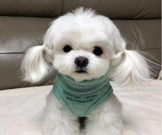 這幾種狗狗，也太適合小女生了吧！快送給你女朋友