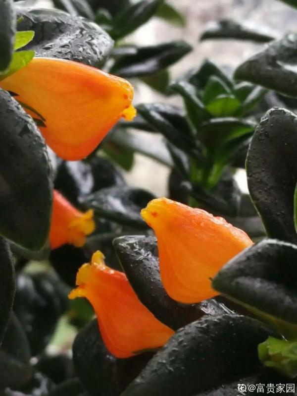 養花一直不開花，給他套個黑塑膠袋，花苞呼呼冒